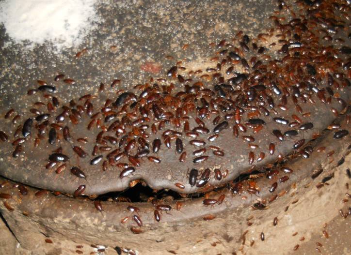Куда делись тараканы: почему исчезли из квартир и больших городов, описание причин