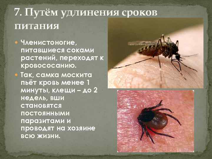 Комары какая группа крови. Почему комары пьют кровь. Зачем комары пьют кровь человека. Сколько крови пьет комар.