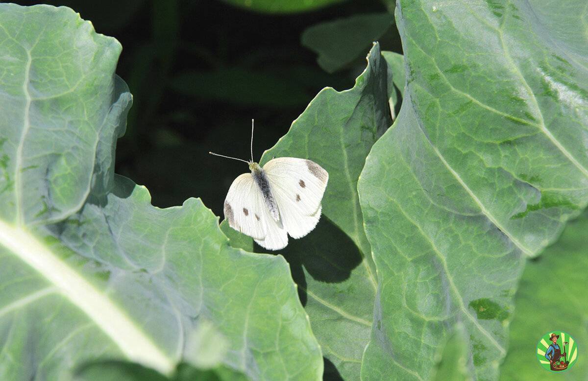 Бабочка-капустница – опасный вредитель огорода
