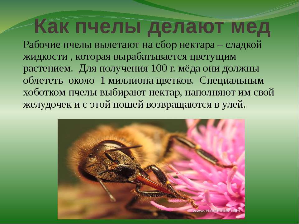 Осиный мед – делают ли осы мед - борьба с вредителями
