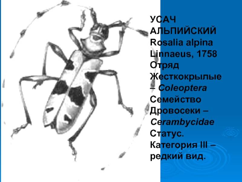 Какие насекомые красной книги россии нуждаются в охране