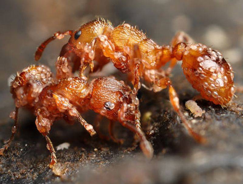 Натуральное оружие против муравьев: выгони насекомых из дома, пока они не выгнали тебя. теперь использую против клещей!