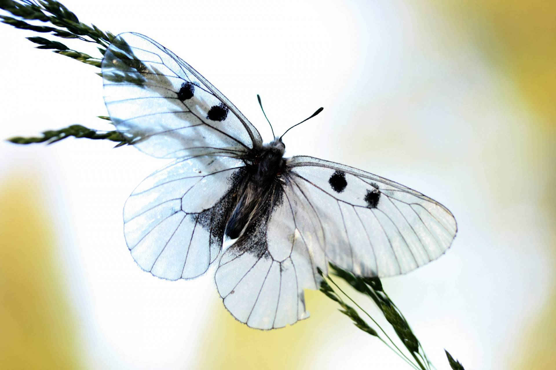 Фоторепортаж насекомые подмосковья часть 1 бабочки