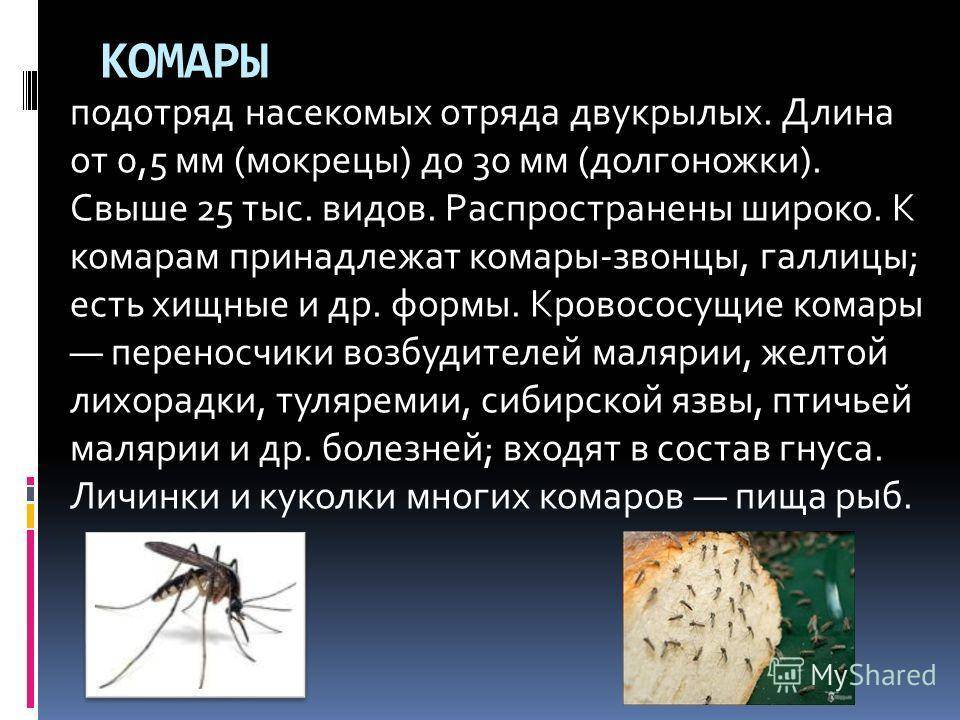 Строение комара,чем пищит,сколько ног,ротовой аппарат,сколько зубов,вес,развитие
