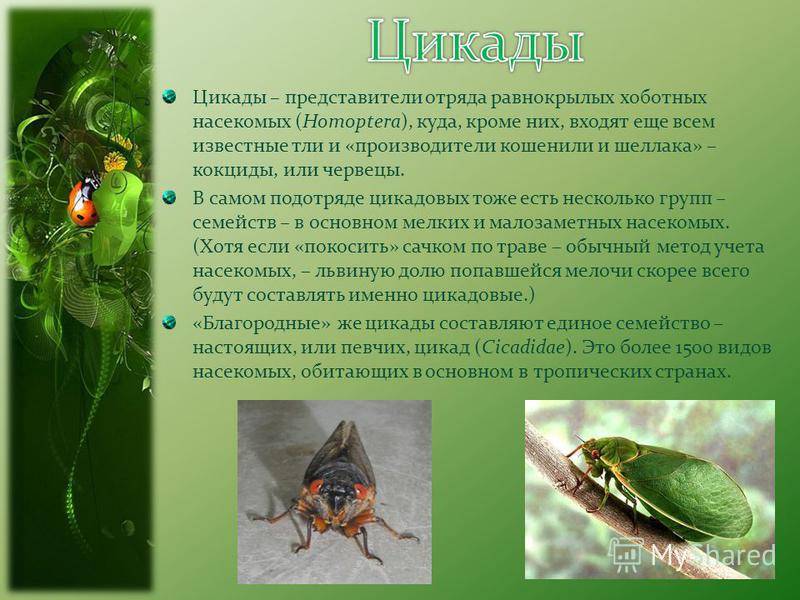 Насекомые и их знакомые №8 - азиатская цикада, журнал