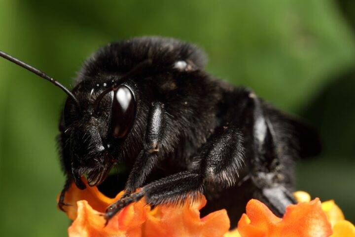 Пчела плотник: описание, образ жизни и среда обитания