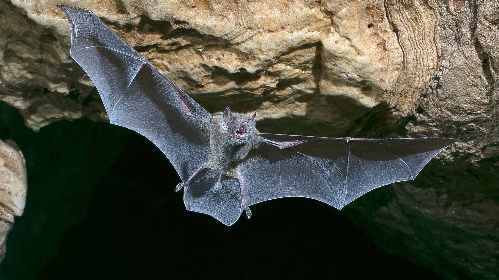 Летучие мыши-вампиры: виды. как охотятся летучие мыши-вампиры?
