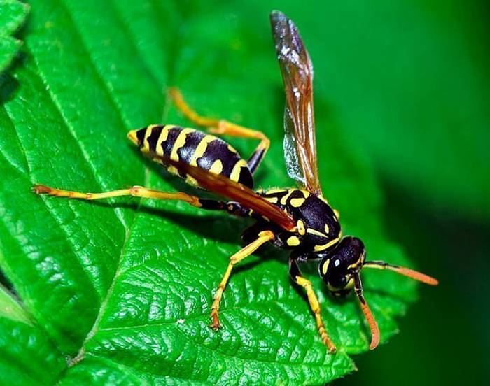 Пчела: описание, размножение, образ жизни, интересные факты