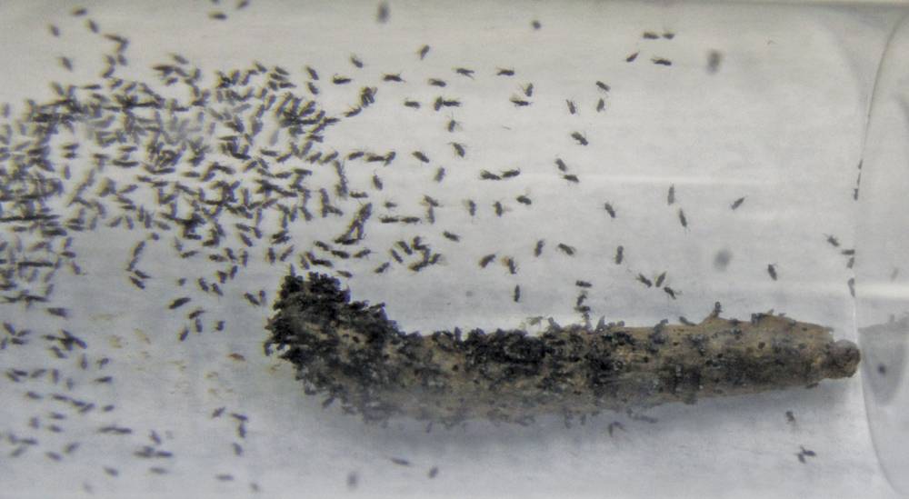 Личинка мухи: как выглядит и как вылупляется из яйца? где мухи откладывают яйца?