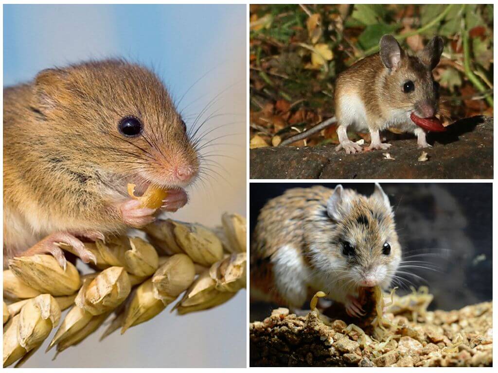 Что едят мыши - на какую приманку ловить грызунов