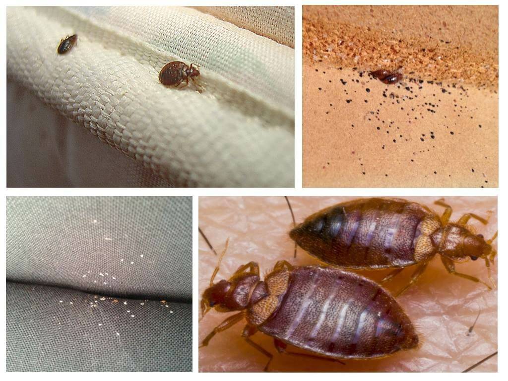Кровососущие насекомые и постельные паразиты в квартире: виды и как избавиться