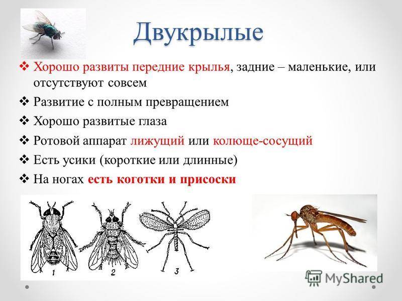Мухи комары текст