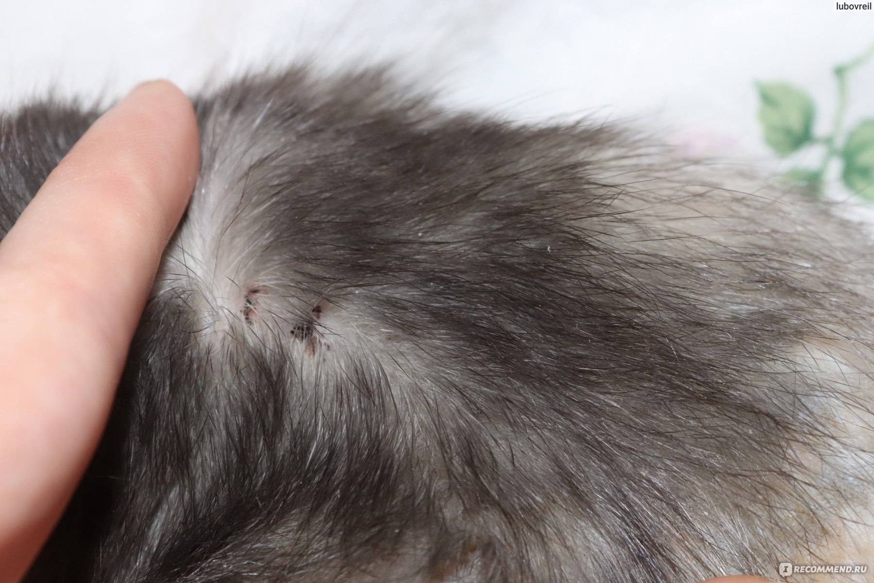 Крысиный клещ — интересные факты, способы уничтожения