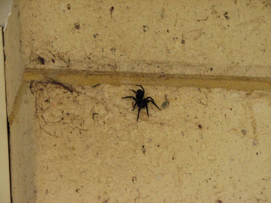 Маленькие домашние пауки. Черный домашний паук. Пауки в доме. Чёрный паук в доме. Пауки обитающие в домах.