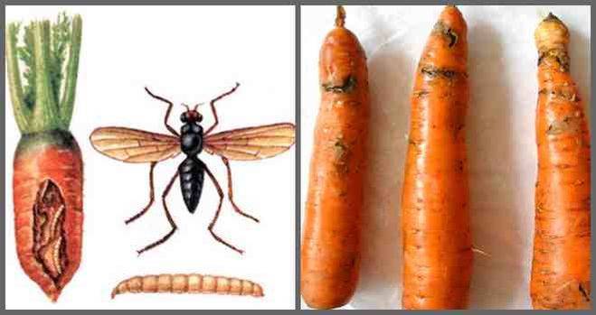 Морковная муха: как с ней бороться на грядке, как уберечь морковь народными средствами, внешний вид и фото вредителя русский фермер