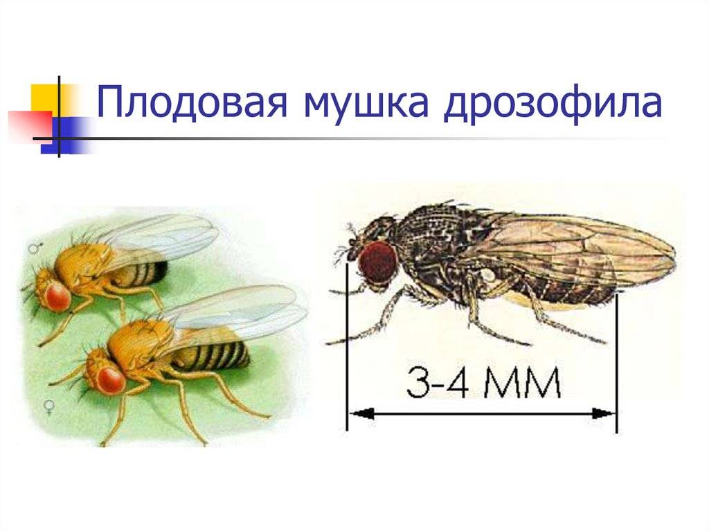 Плодовые мухи дрозофилы: как появляются и как от них избавиться?