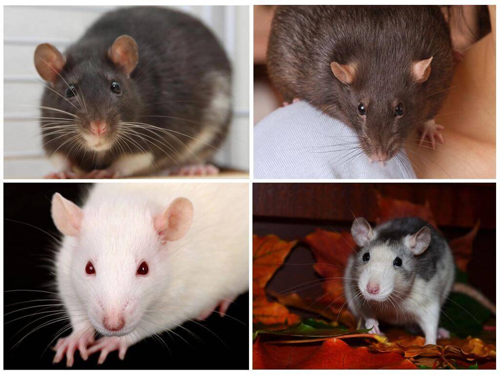 Сколько живут крысы. продолжительность жизни