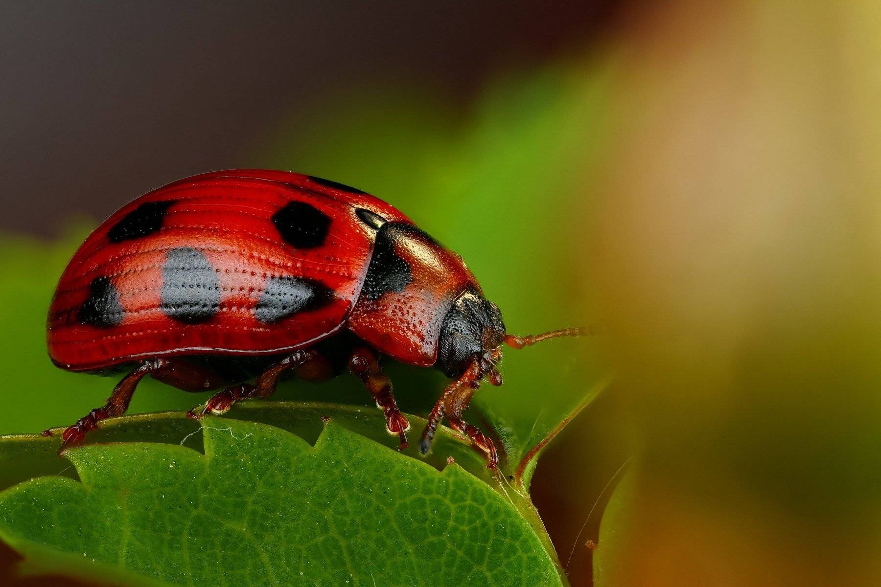 Жуки: общая характеристика, какие бывают названия видов и семейств насекомых | buzzbabble.ru