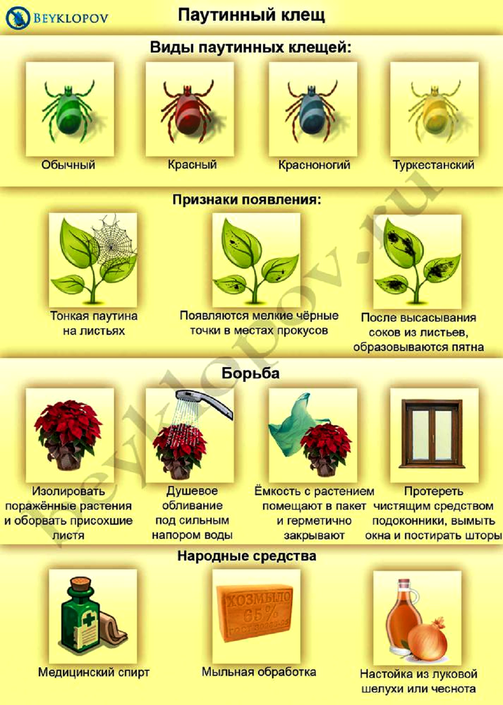 Средство от паутинного клеща на комнатных растениях. От паутинного клеща на комнатных растениях препараты. Обработка растений от паутинного клеща. Вредители комнатных растений таблица.