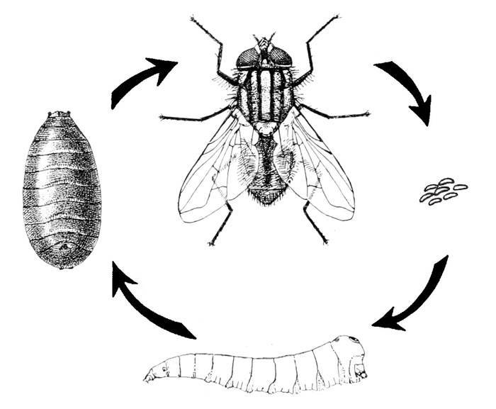 Сколько живут мухи и почему они потирают лапки