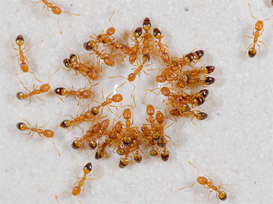 Как избавиться от желтых муравьев в квартире - советы профессионала