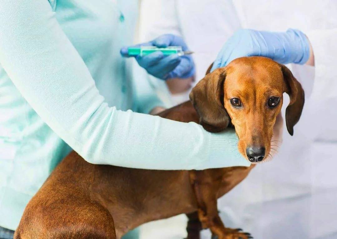Уколы от подкожного клеща у собак: препараты, куда и как колоть