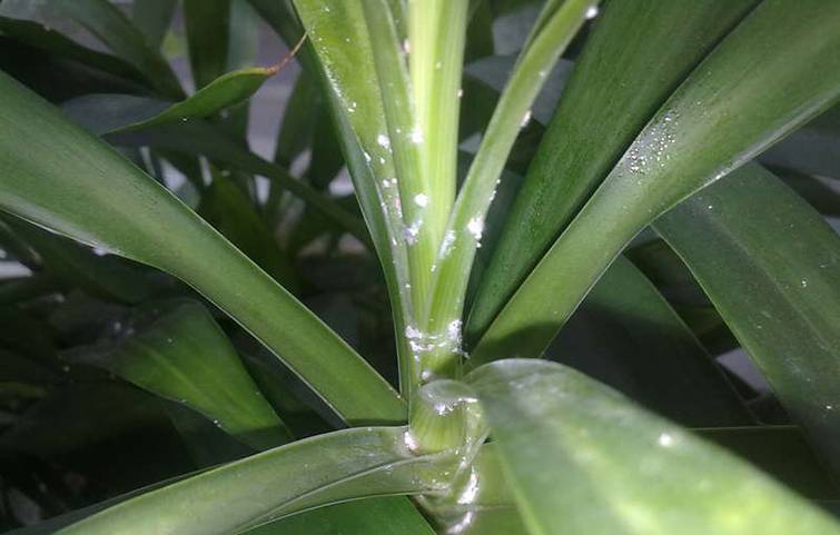 Как выглядит щитовка на орхидее: меры борьбы и профилактика