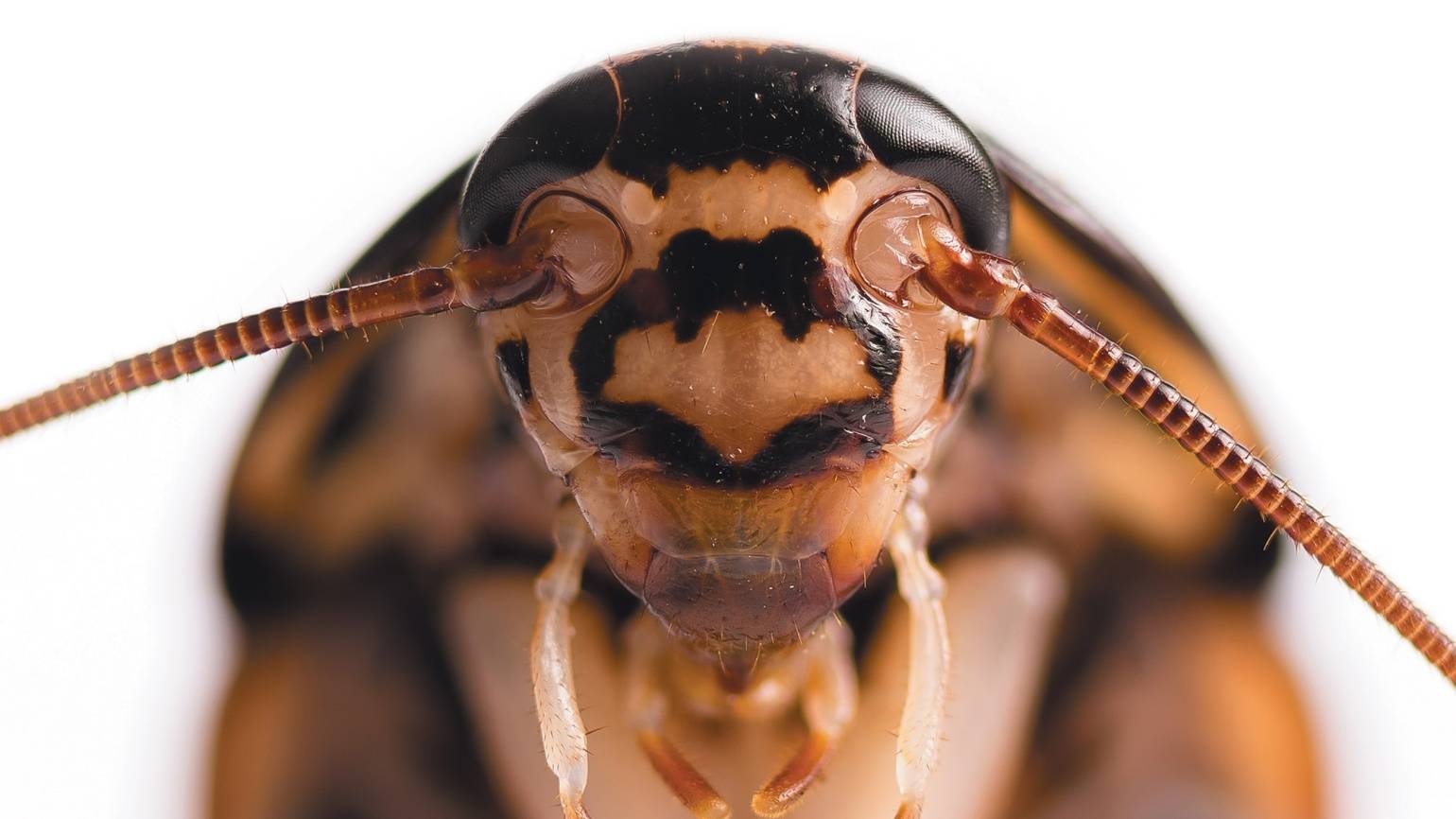 Почему тараканов называют стасиками: 4 версии