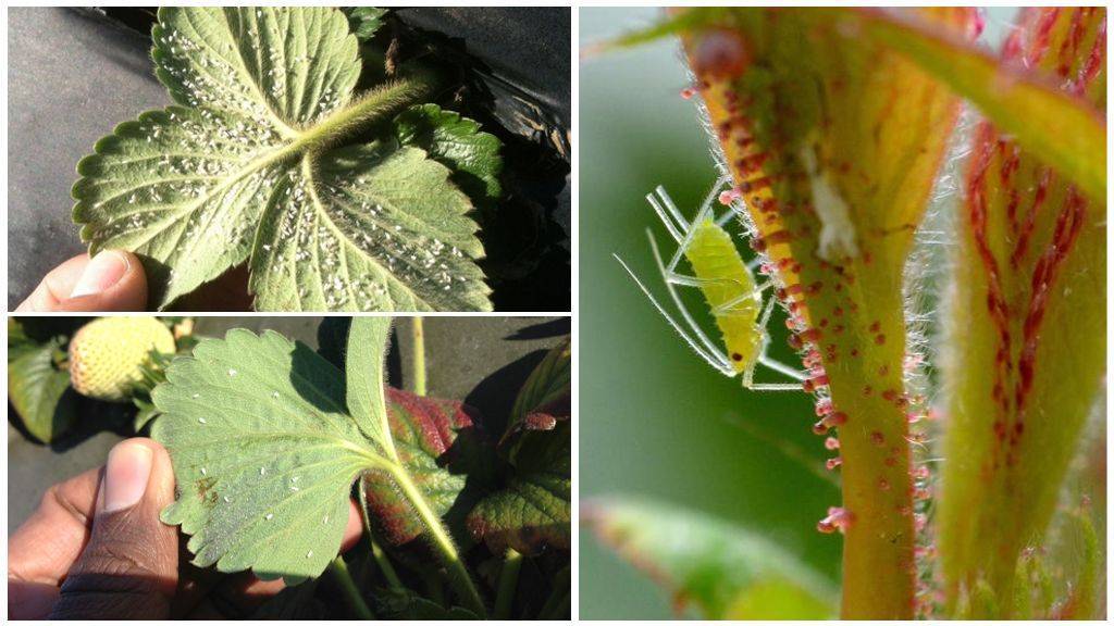 Борьба с клещом или почему у клубники скручиваются листья