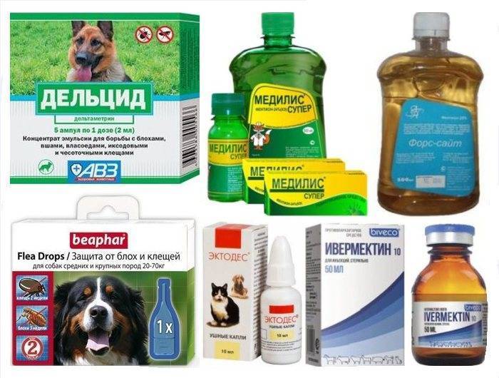 Средства от клещей для собак: что лучше выбрать из таблеток, капель, спреев, шампуней и ошейников