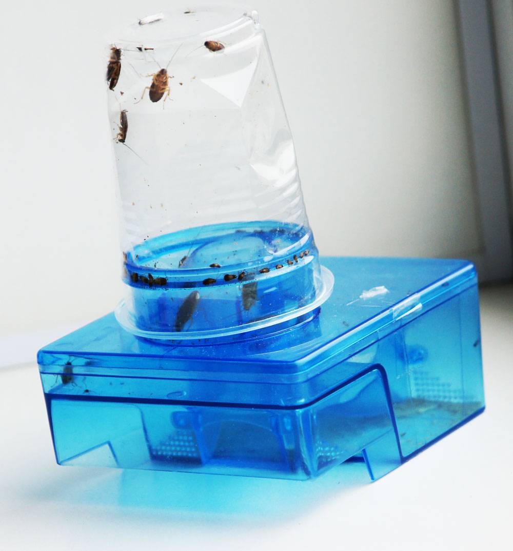 как сделать ловушки для тараканов — клеевая, электрическая, ультразвуковая и другие