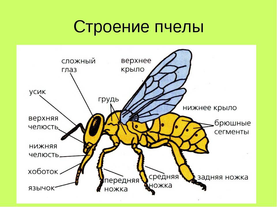 ✅ что делают осы и зачем они нужны в природе, какую пользу приносят, вред от ос, опыляют ли растения - tehnoyug.com