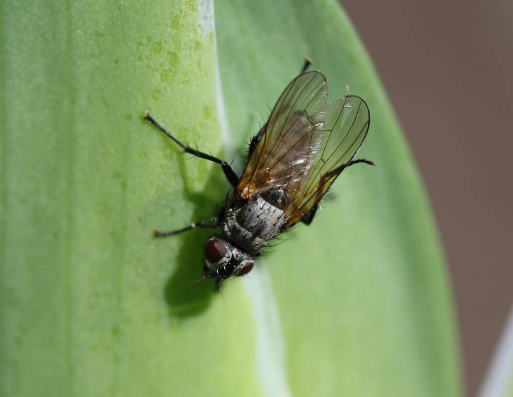 Ирисовая муха: методы борьбы с ней, чем обработать ирисы для профилактики, фото, средства для опрыскивания