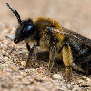 Породы пчёл