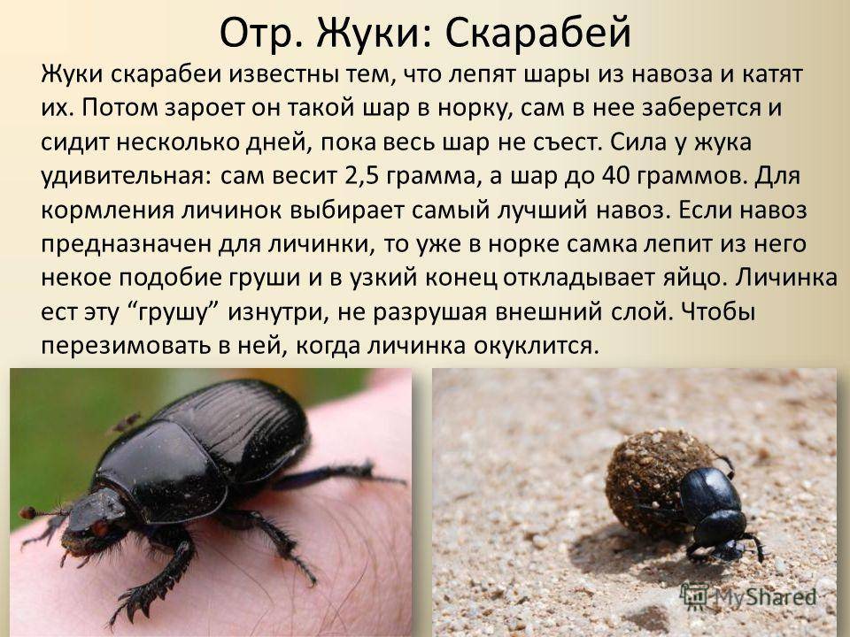 Жук навозник. образ жизни и среда обитания жука навозника