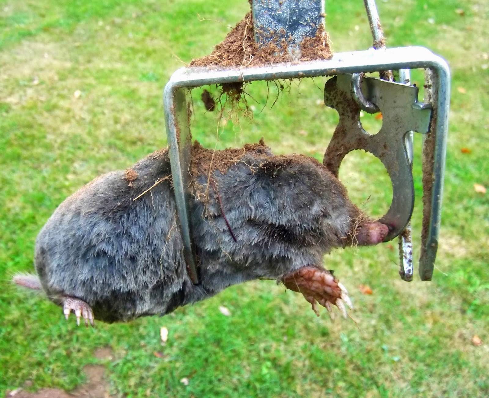 Земляная крыса - как избавиться на даче и огороде