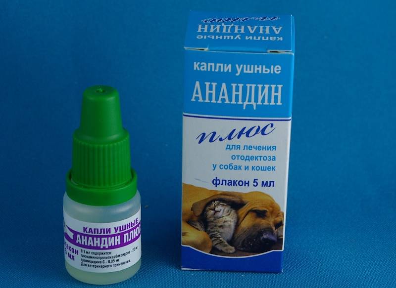 Ушной клещ у кошек  симптомы и лечение отодектоза