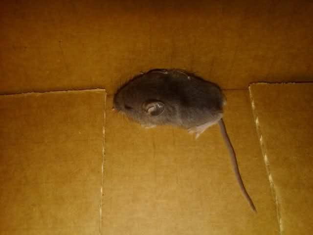 Чем убрать запах умершей крысы или мыши под полом или в стене - средства и способы