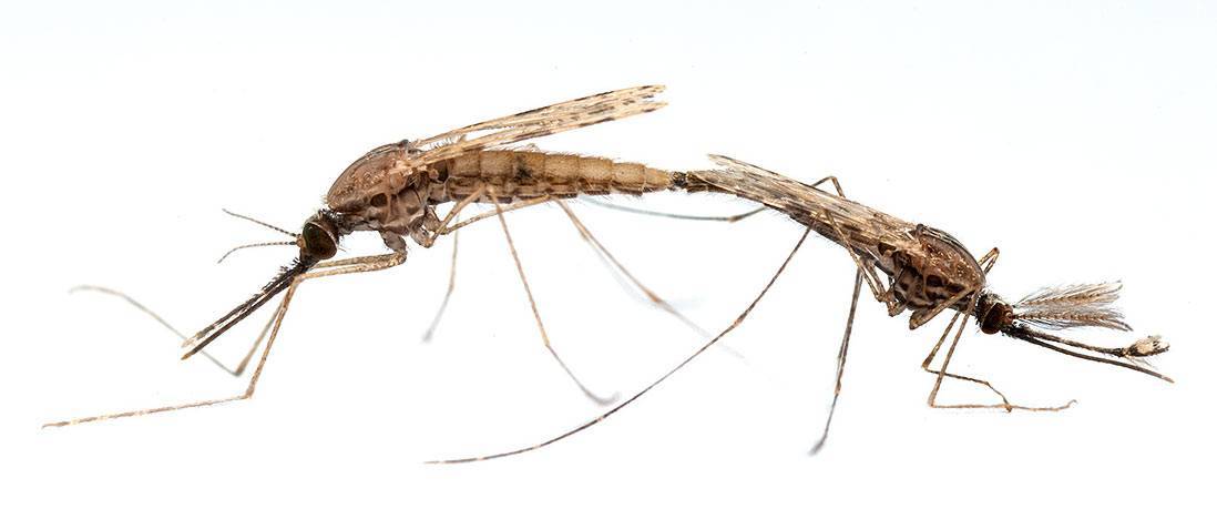 Сколько ног у насекомых: виды ног и описание их строения