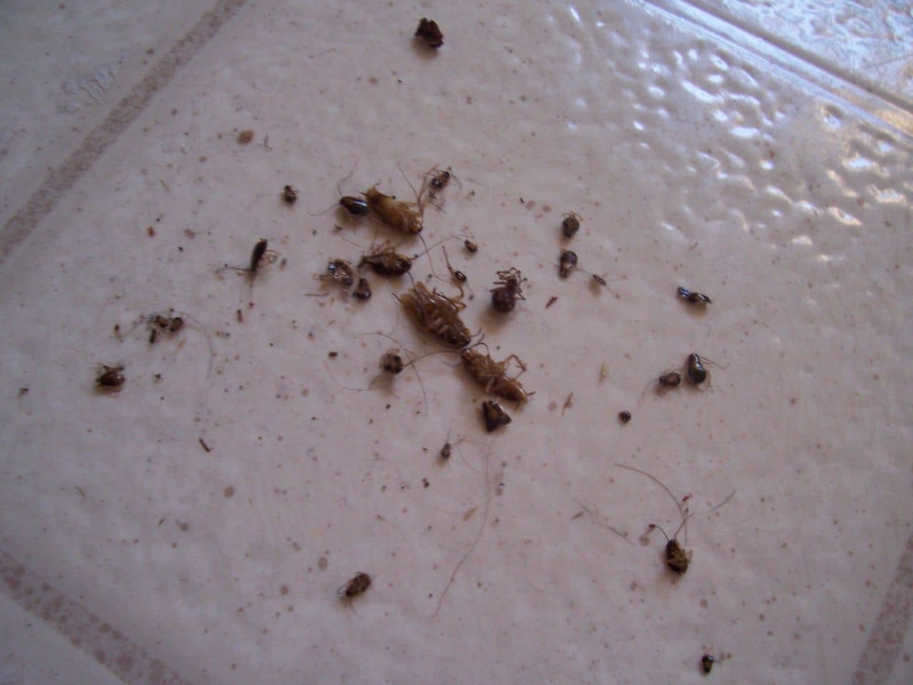 Тараканы - чем опасны для человека в квартире, могут ли залезть в ухо, какие болезни переносят