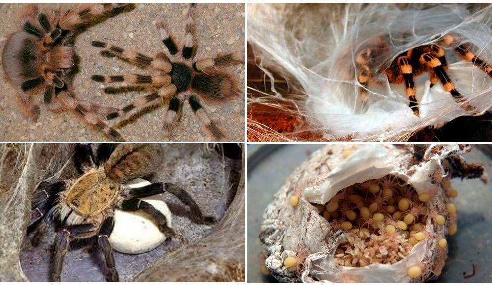 Чем питаются пауки и чем их лучше кормить в домашних условиях
