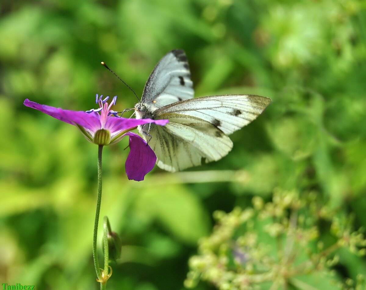 Бабочка брюквенница – летняя белянка