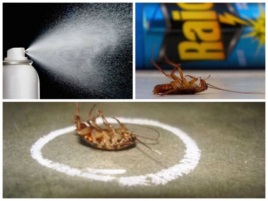 Что не любят тараканы: запахи (уксус, пижма, мята, чайное масло) и температура