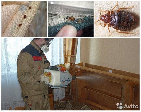 От чего заводятся клопы в доме? причины появления насекомых