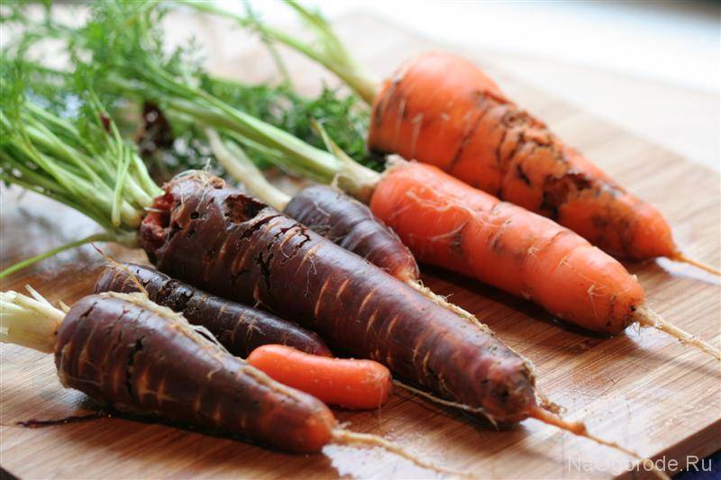 Что случилось с морковью —  основные заболевания и способы лечения с фото