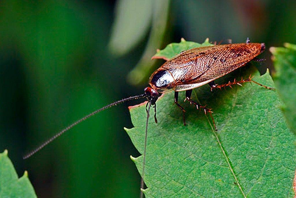 Таракан фото. Ectobius lapponicus. Лапландский таракан. Лесной таракан. Таракановые.