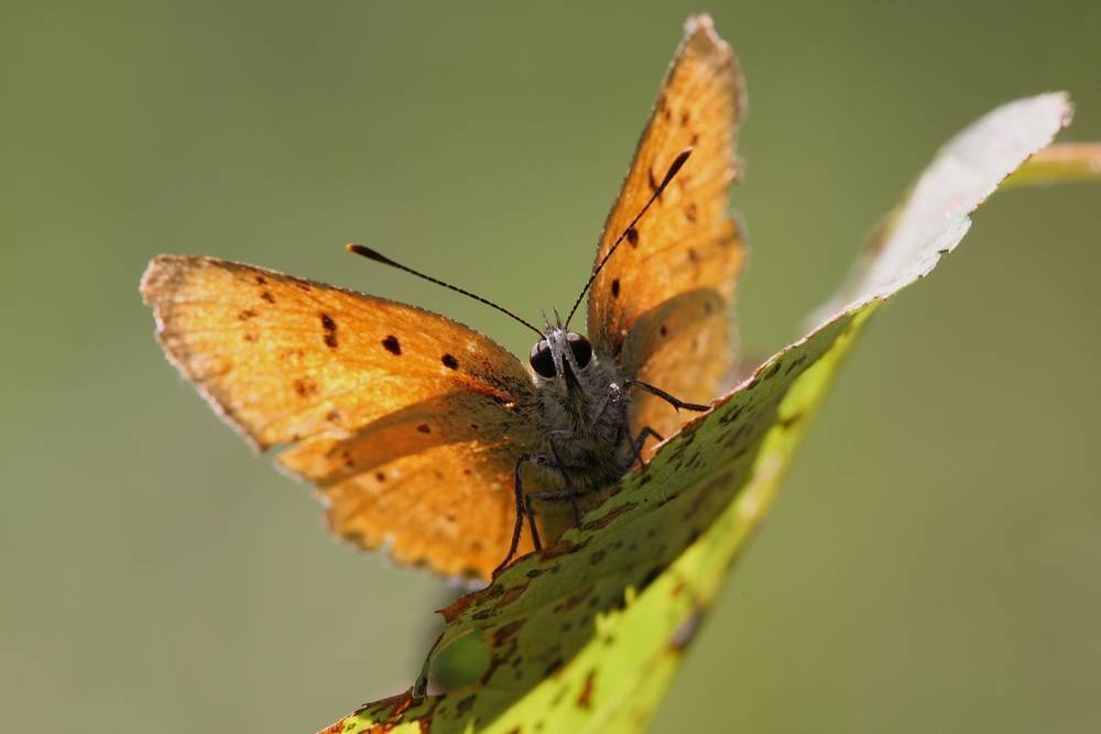 Древесница въедливая – красочная бабочка с опасным потомством