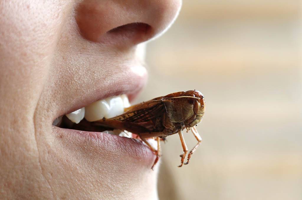 Тараканы: чем питаются, особенности ротового аппарата, что едят в квартире и сколько живут без еды