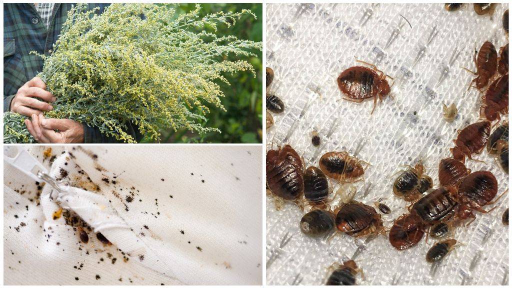 Трава от блох в доме и в квартире, какая эффективнее отпугивает паразитов?