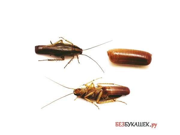 Черные и рыжие тараканы: как размножаются и сколько живут